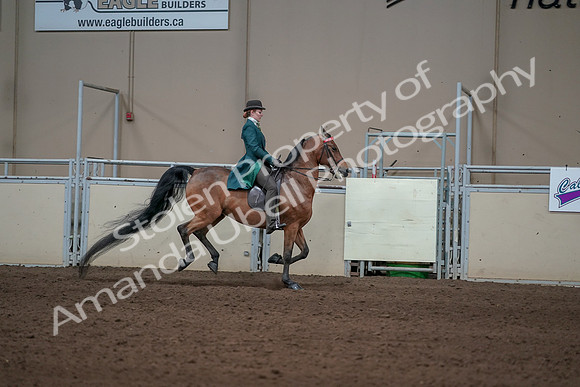 2019 Morgan Horse Show - Sept 01, 2019 - 13385