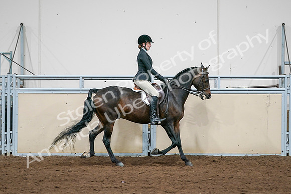 2020 - AB Morgan Horse - Sat, Sept 05 - 14581