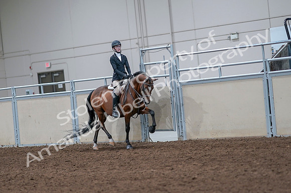 2020 - AB Morgan Horse - Fri, Sept 04 - 06093
