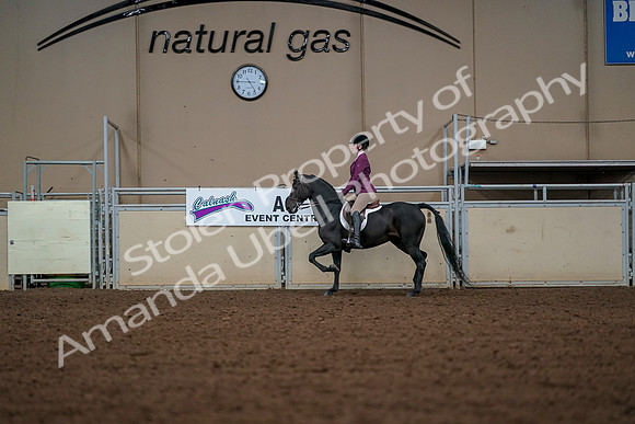 2019 Morgan Horse Show - Aug 30, 2019 - 23265