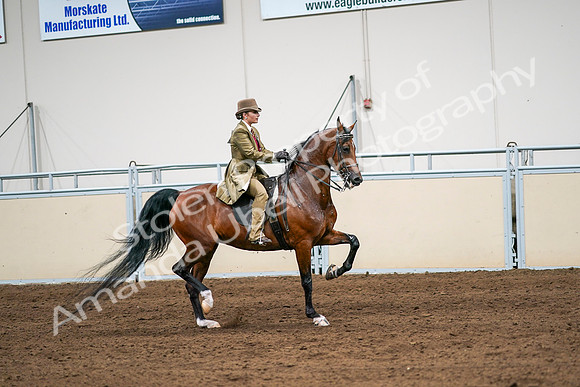 2020 - AB Morgan Horse - Sat, Sept 05 - 08188