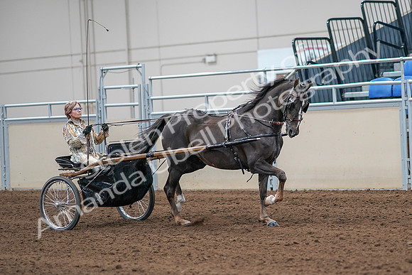 2020 - AB Morgan Horse - Sat, Sept 05 - 05935
