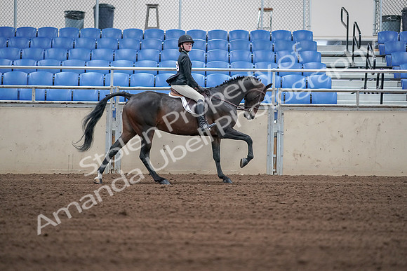 2019 Morgan Horse Show - Sept 01, 2019 - 03893