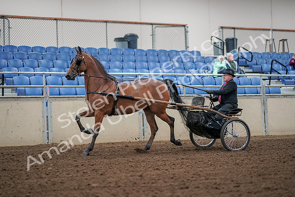 2019 Morgan Horse Show - Aug 30, 2019 - 13186