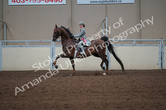 2019 Morgan Horse Show - Aug 30, 2019 - 18240