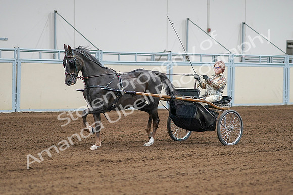 2020 - AB Morgan Horse - Sat, Sept 05 - 05993