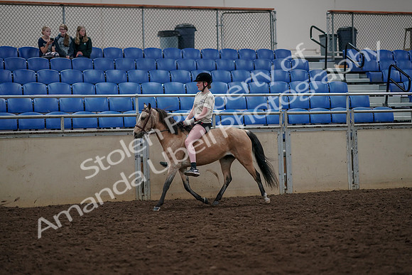 2019 Morgan Horse Show - Aug 30, 2019 - 31053