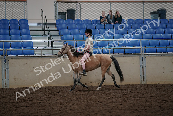 2019 Morgan Horse Show - Aug 30, 2019 - 31071