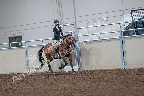 2020 - AB Morgan Horse - Fri, Sept 04 - 06096