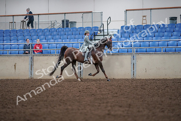 2019 Morgan Horse Show - Aug 30, 2019 - 18116