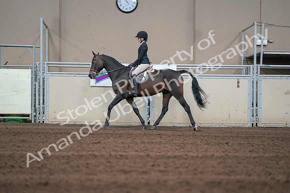 2019 Morgan Horse Show - Sept 01, 2019 - 03684