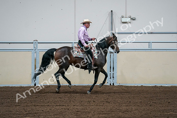 2020 - AB Morgan Horse - Fri, Sept 04 - 00563