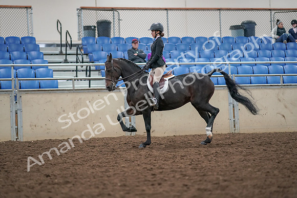 2019 Morgan Horse Show - Aug 30, 2019 - 20391