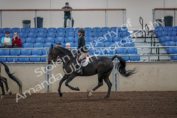 2019 Morgan Horse Show - Aug 31, 2019 - 05122