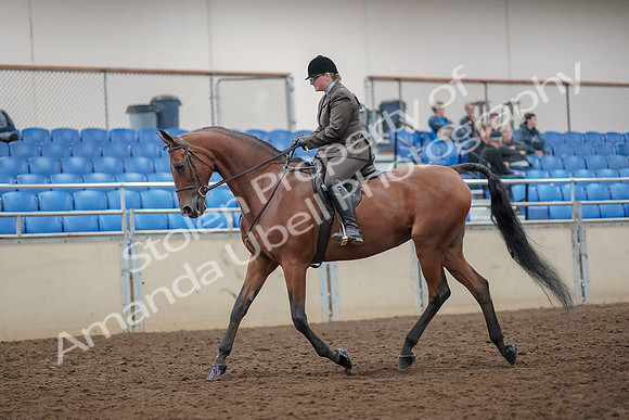 2019 Morgan Horse Show - Aug 30, 2019 - 29212