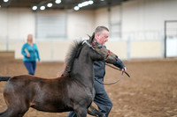 2020 - AB Morgan Horse - Sat, Sept 05 - 00458