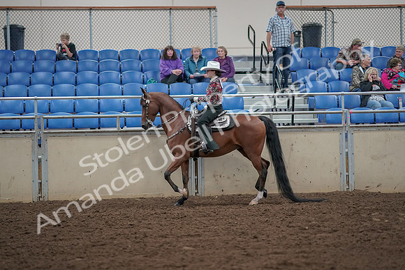 2019 Morgan Horse Show - Aug 30, 2019 - 25924