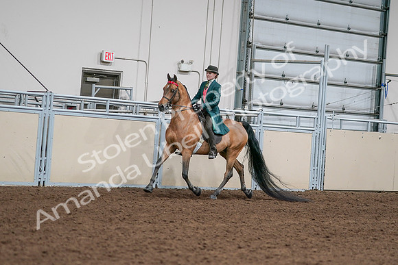 2020 - AB Morgan Horse - Sat, Sept 05 - 13657