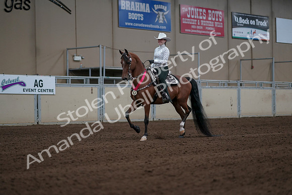 2019 Morgan Horse Show - Sept 01, 2019 - 07336