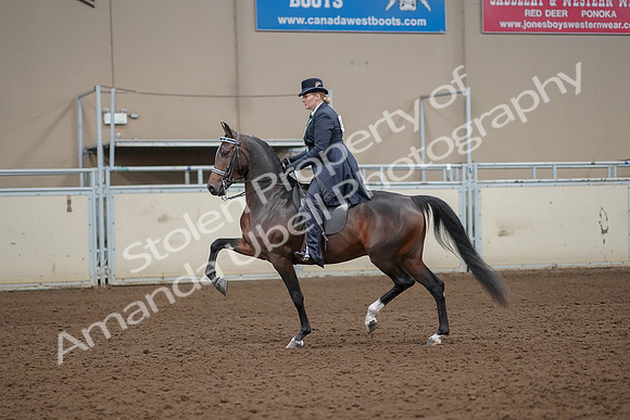 2019 Morgan Horse Show - Aug 30, 2019 - 24319