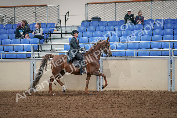 2020 - AB Morgan Horse - Fri, Sept 04 - 08039