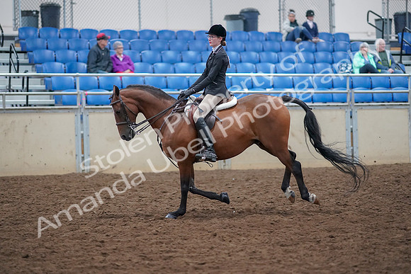 2019 Morgan Horse Show - Aug 30, 2019 - 20609