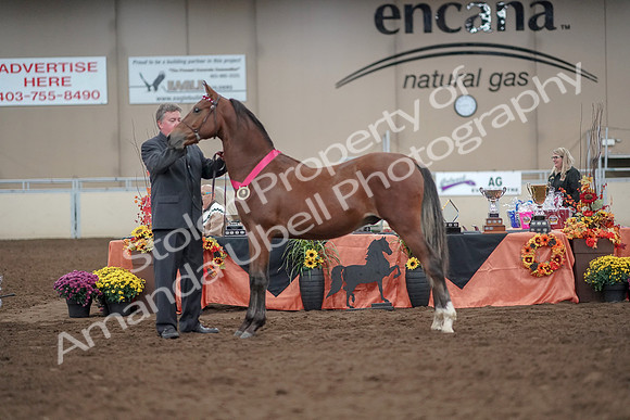2019 Morgan Horse Show - Aug 31, 2019 - 00278