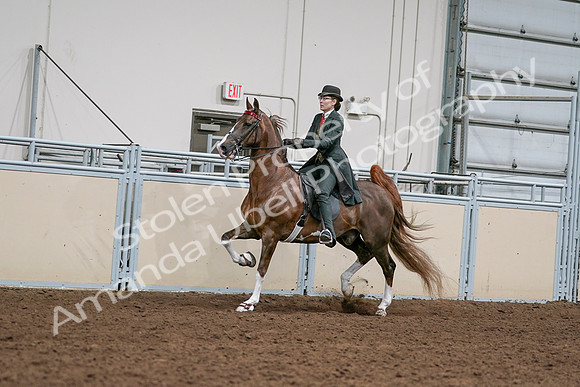2020 - AB Morgan Horse - Sat, Sept 05 - 13023