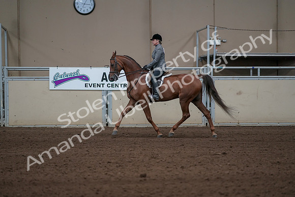 2019 Morgan Horse Show - Sept 01, 2019 - 12208