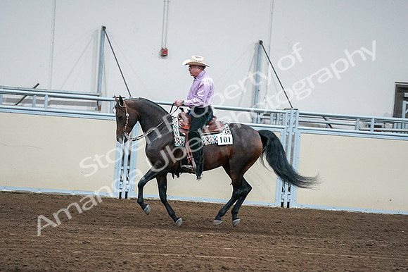 2020 - AB Morgan Horse - Fri, Sept 04 - 00544
