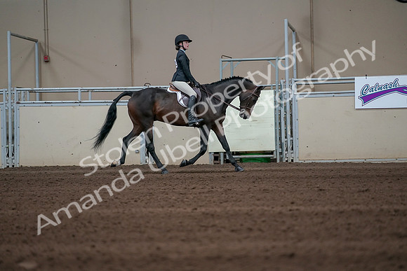 2019 Morgan Horse Show - Sept 01, 2019 - 03864