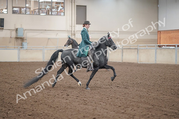 2019 Morgan Horse Show - Aug 30, 2019 - 15626