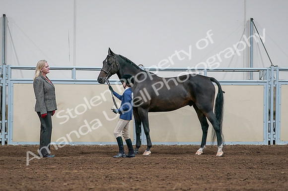 2020 - AB Morgan Horse - Fri, Sept 04 - 00759