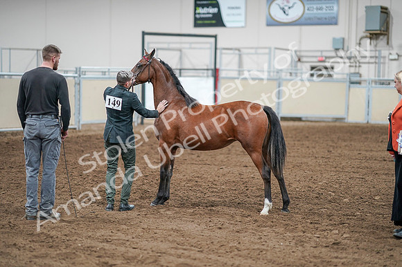 2020 - AB Morgan Horse - Fri, Sept 04 - 07627