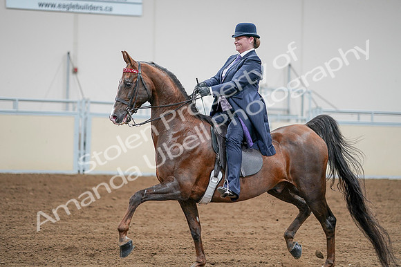 2020 - AB Morgan Horse - Fri, Sept 04 - 08222