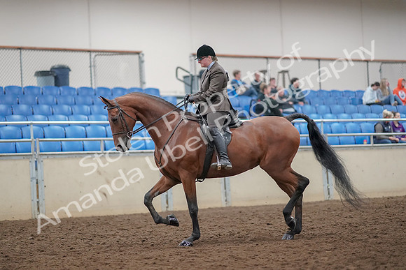 2019 Morgan Horse Show - Aug 30, 2019 - 29209