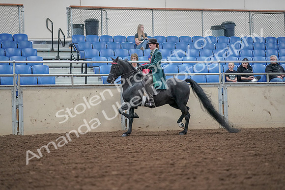 2019 Morgan Horse Show - Aug 30, 2019 - 15491