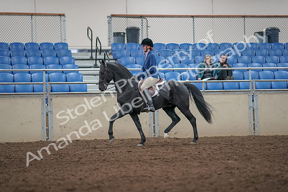 2019 Morgan Horse Show - Aug 31, 2019 - 07222