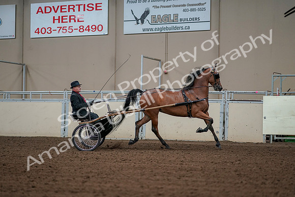 2019 Morgan Horse Show - Aug 30, 2019 - 13434