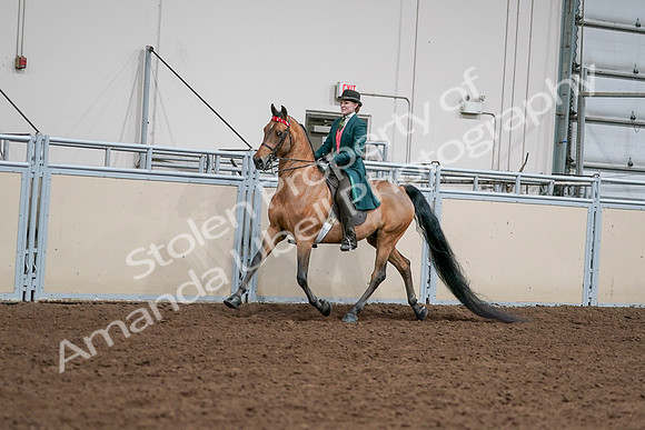 2020 - AB Morgan Horse - Sat, Sept 05 - 13665