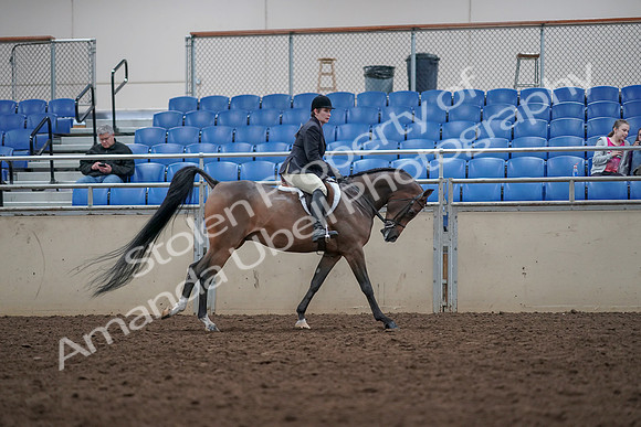 2019 Morgan Horse Show - Aug 31, 2019 - 16131