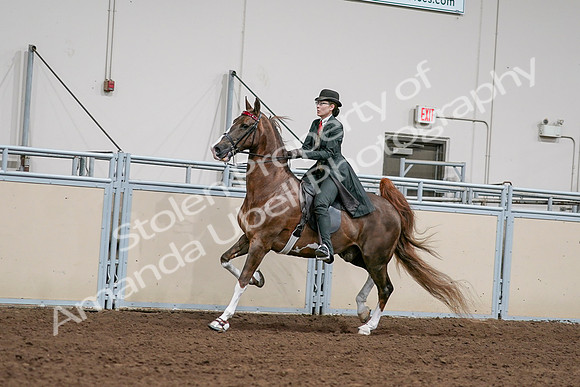 2020 - AB Morgan Horse - Sat, Sept 05 - 13032