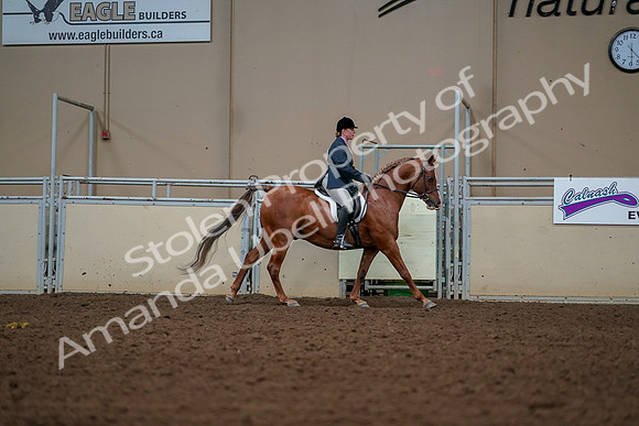 2019 Morgan Horse Show - Aug 30, 2019 - 22473