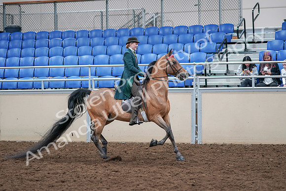 2020 - AB Morgan Horse - Sat, Sept 05 - 13886