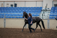 2019 Morgan Horse Show - Aug 31, 2019 - 00506