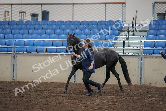 2019 Morgan Horse Show - Aug 31, 2019 - 00506