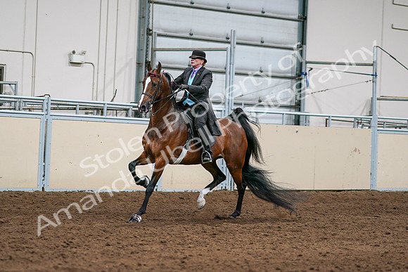 2020 - AB Morgan Horse - Sat, Sept 05 - 12975