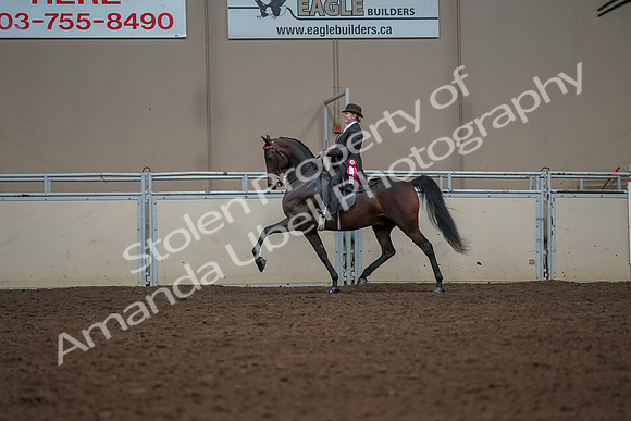 2019 Morgan Horse Show - Aug 30, 2019 - 28324