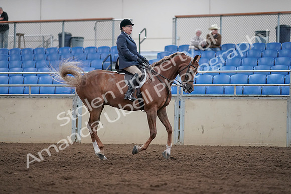 2019 Morgan Horse Show - Sept 01, 2019 - 08794