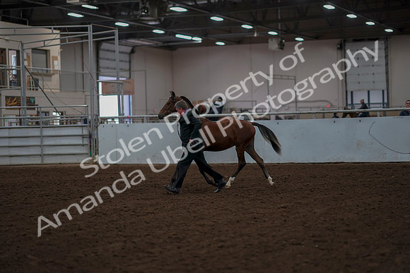 2019 Morgan Horse Show - Aug 30, 2019 - 25530